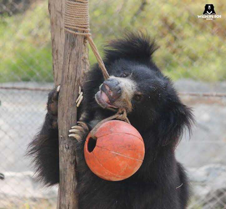 Rescued sloth bear playing with toy