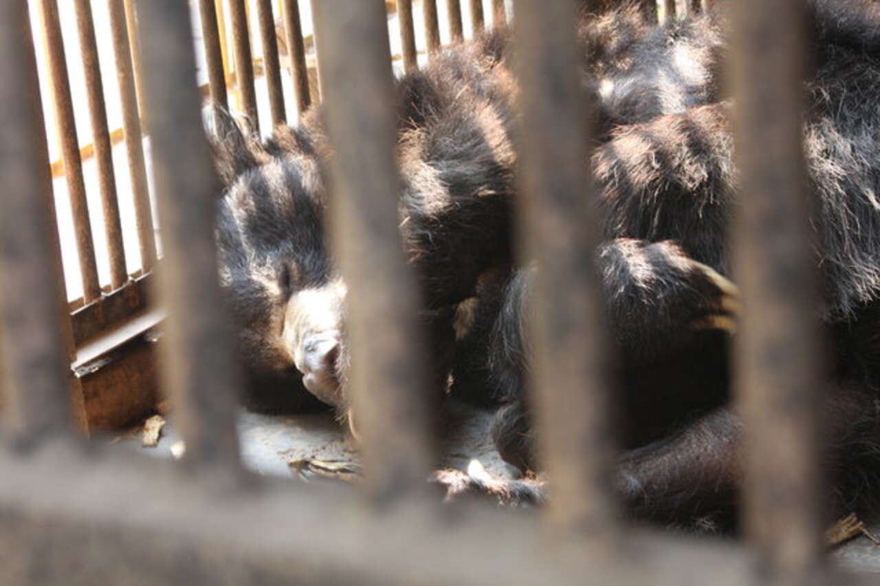 Sloth Bear Forced To Dance For 20 Years Recovers At India Sanctuary ...