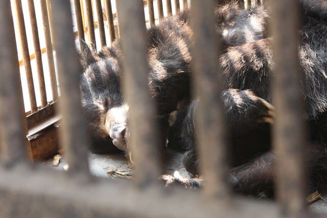 Bear locked in tiny cage at zoo