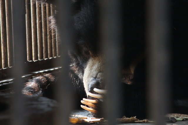 Bear inside tiny cage at zoo