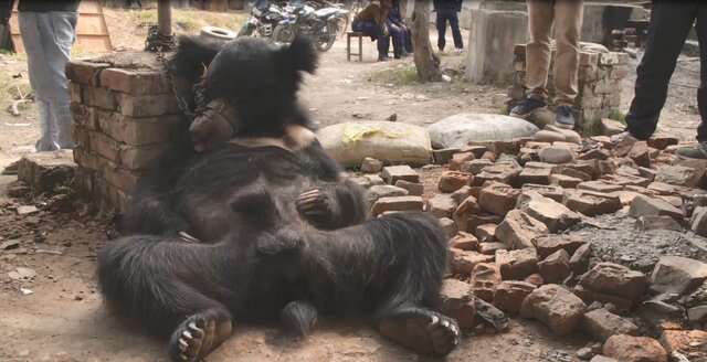 Dancing bear chained up against bricks