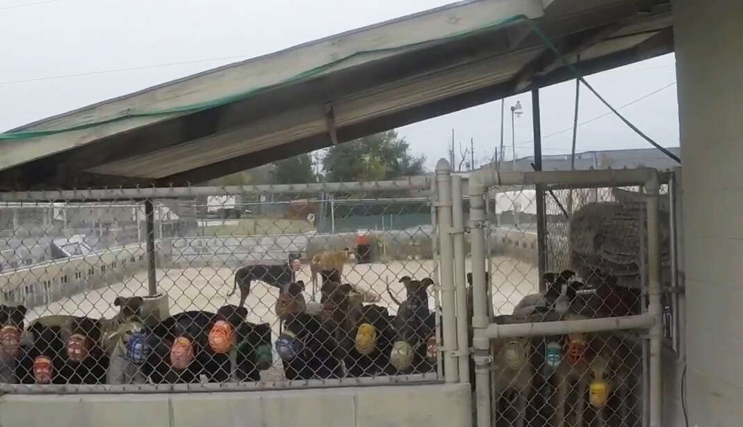 A turnout pen at Orange Park in Florida