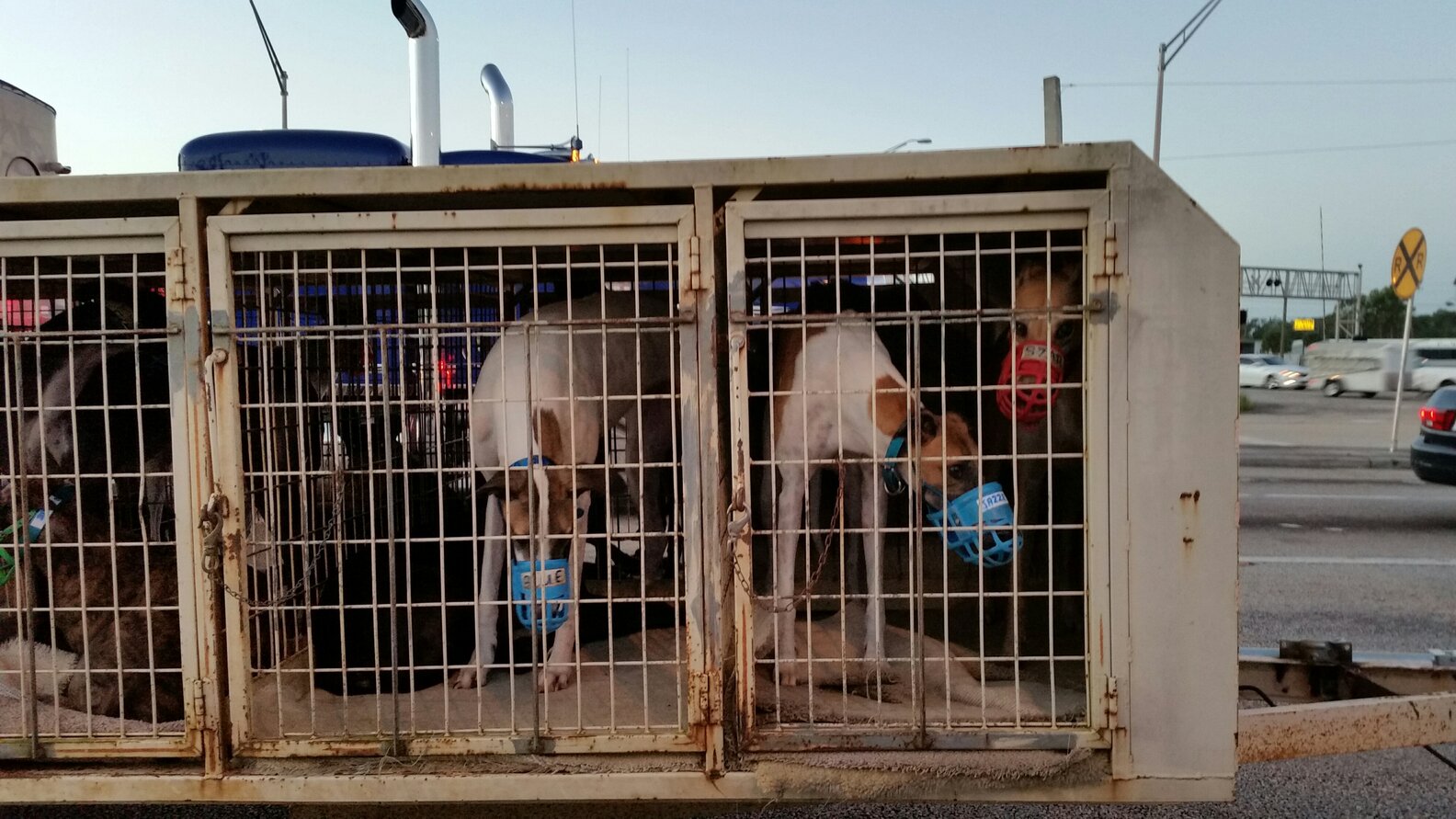 Ballot Amendment Could End Greyhound Racing In Florida - The Dodo