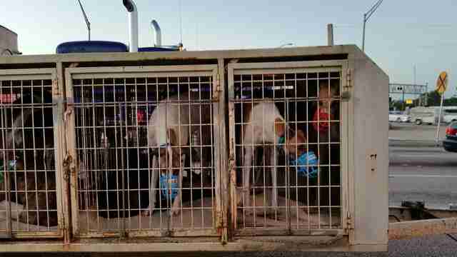 Ballot Amendment Could End Greyhound Racing In Florida