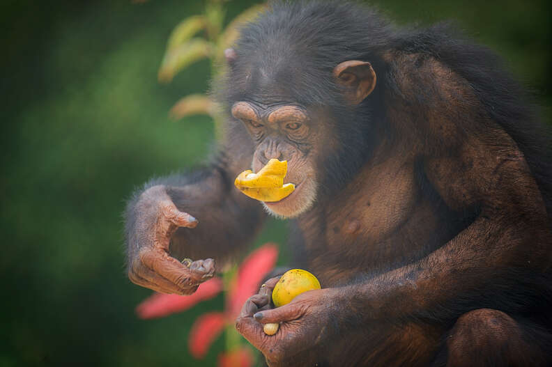 Retired lab chimps first time outside at Project Chimps sanctuary