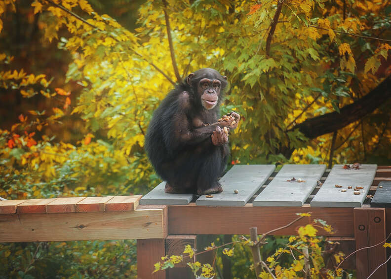 Retired lab chimps first time outside at Project Chimps sanctuary