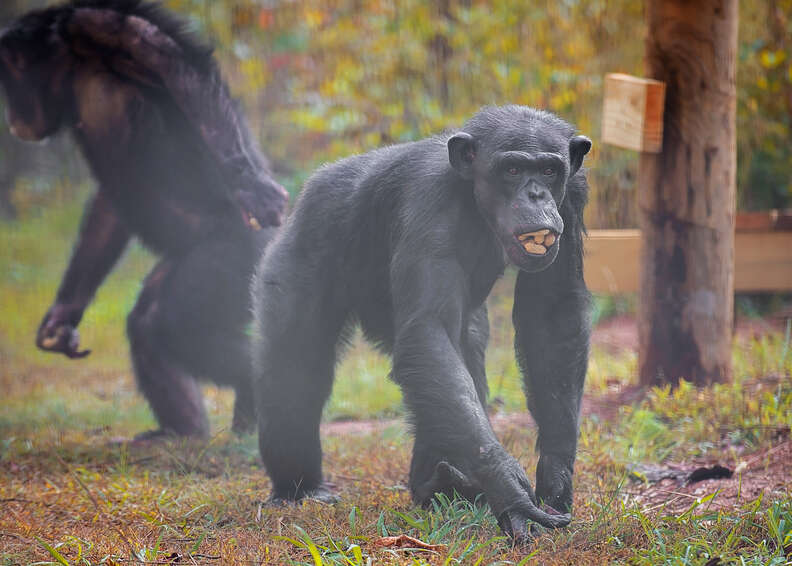 Retired lab chimps first time outside at Project Chimps sanctuary