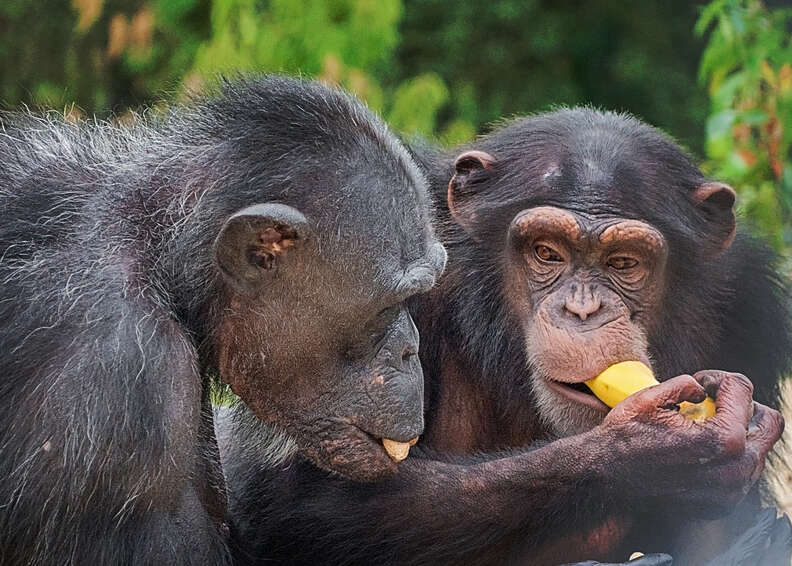 Retired lab chimps first time outside at Project Chimps sanctuary