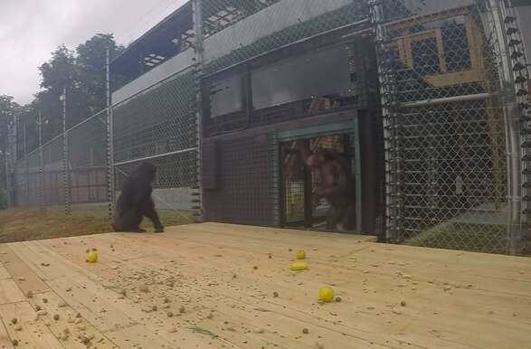 Retired lab chimps first time outside at Project Chimps sanctuary