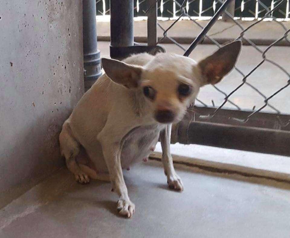 Claire, a stray pregnant Chihuahua, in a San Bernardino shelter