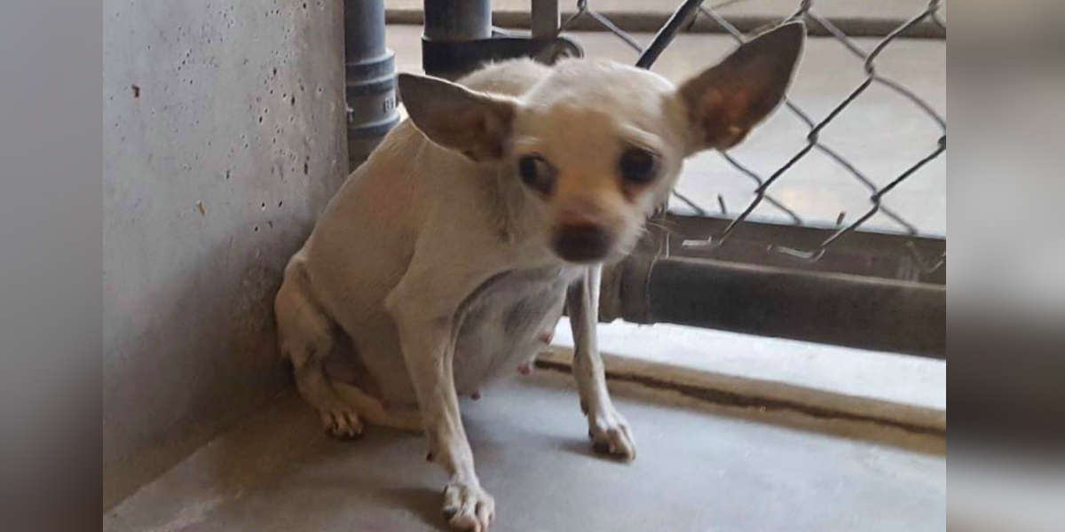 pregnant chihuahua