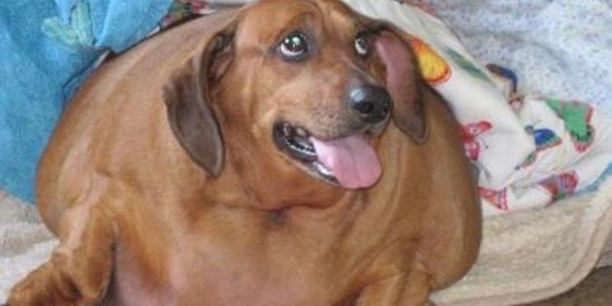 Overweight discount weiner dog