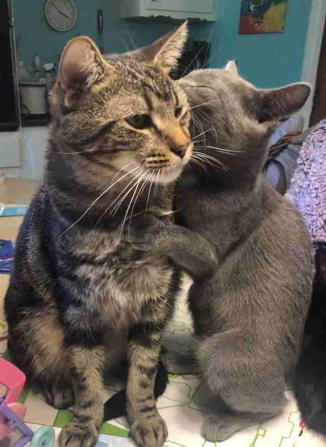 Cat siblings Hannah and Buddy cuddle up together
