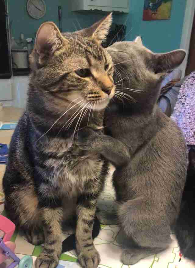 Les frères et sœurs chats Hannah et Buddy se blottissent ensemble