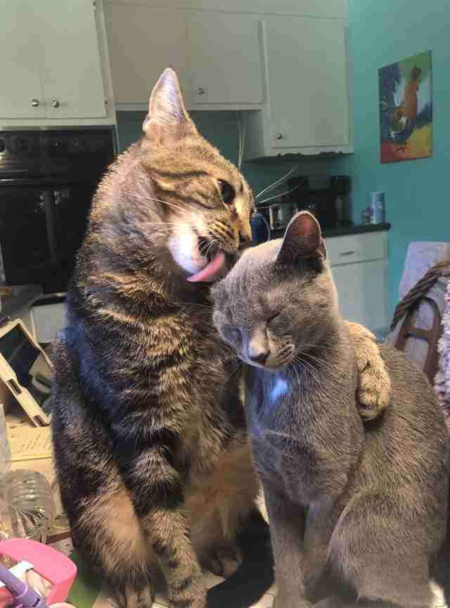 Shy cat licks and hugs his kitten best friend