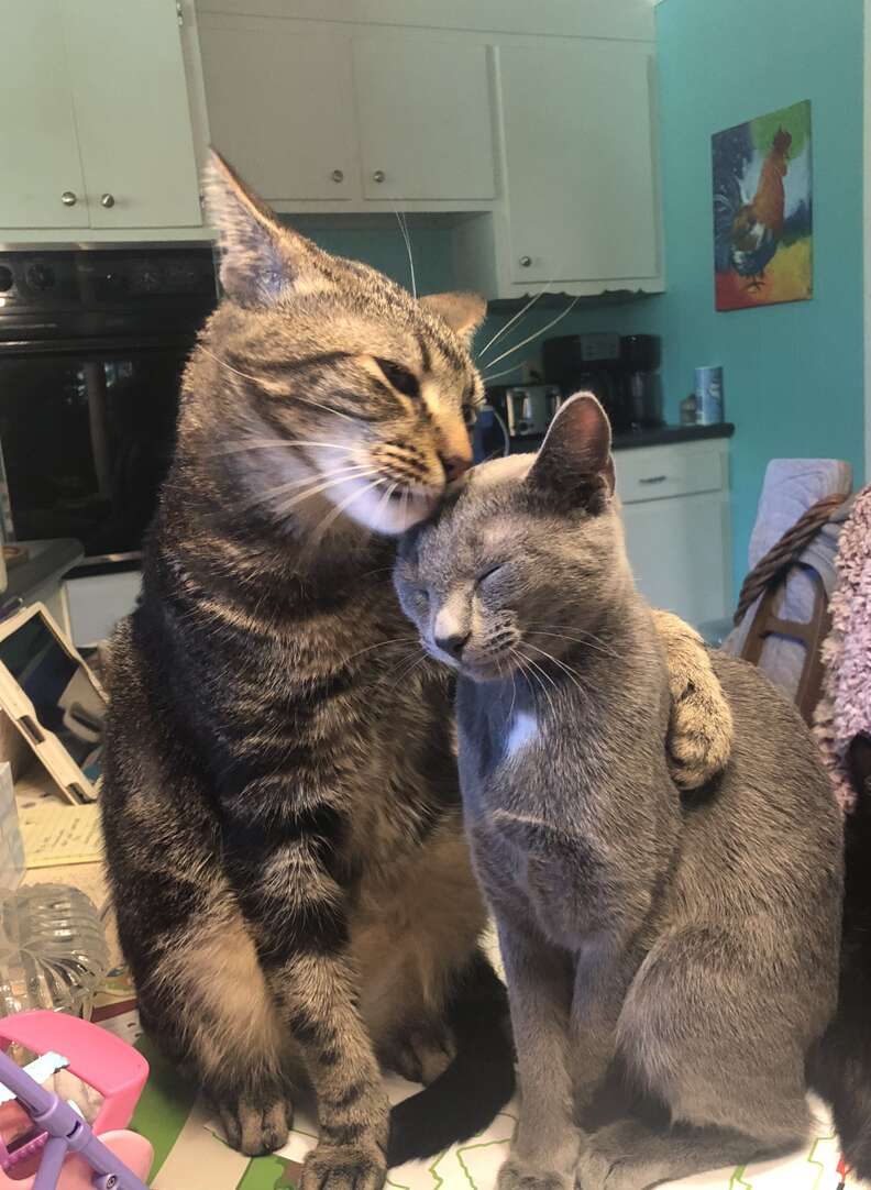 Buddy hugs his cat sister Hannah
