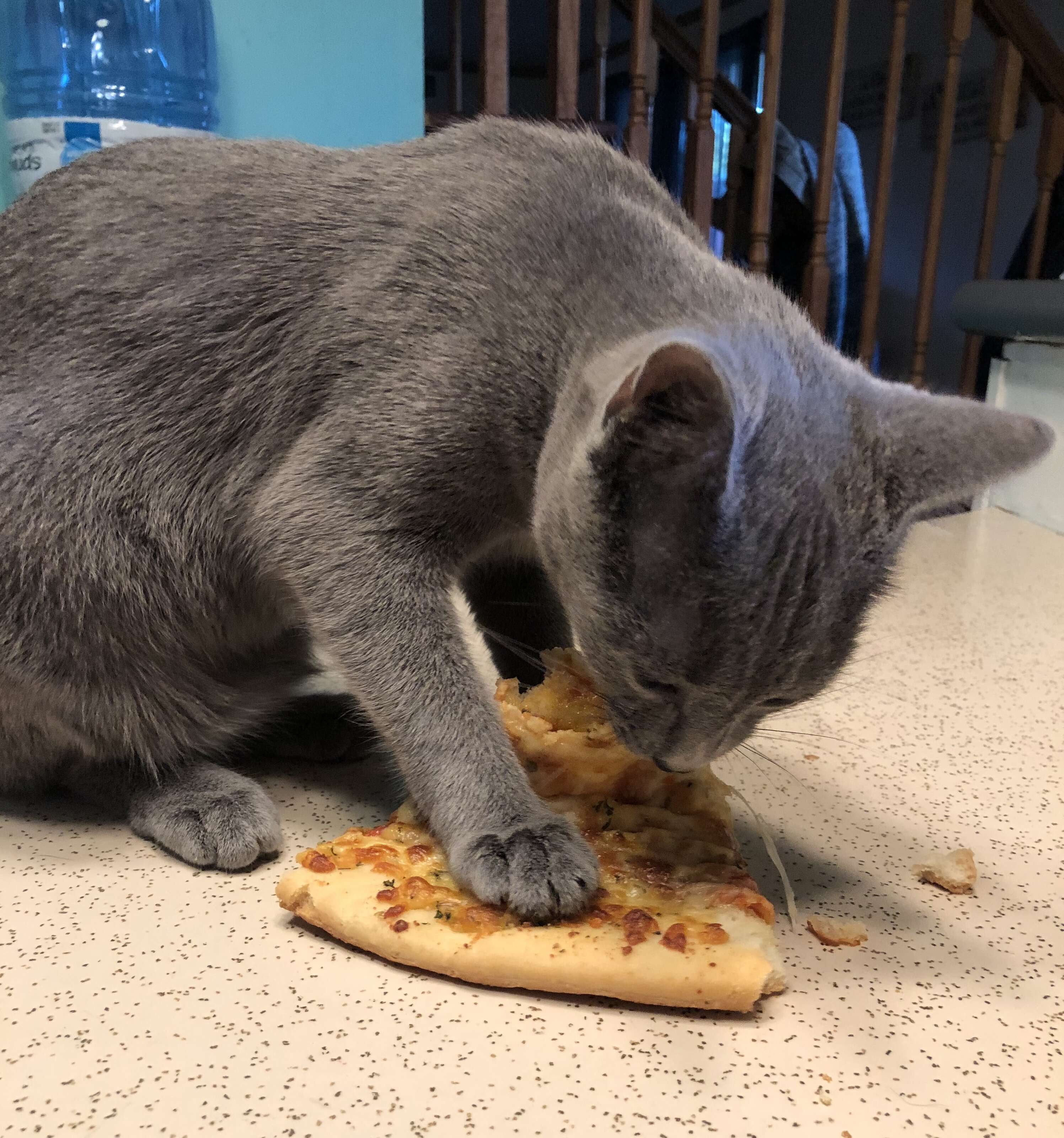 Hannah the stray kitten enjoys playing at her new home