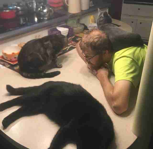 6 chats sauvés dorment ensemble dans leur maison pour toujours