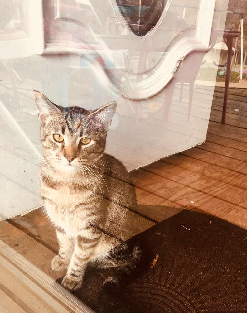 Buddy, a loner tabby cat, rescued by Jazmin Felder