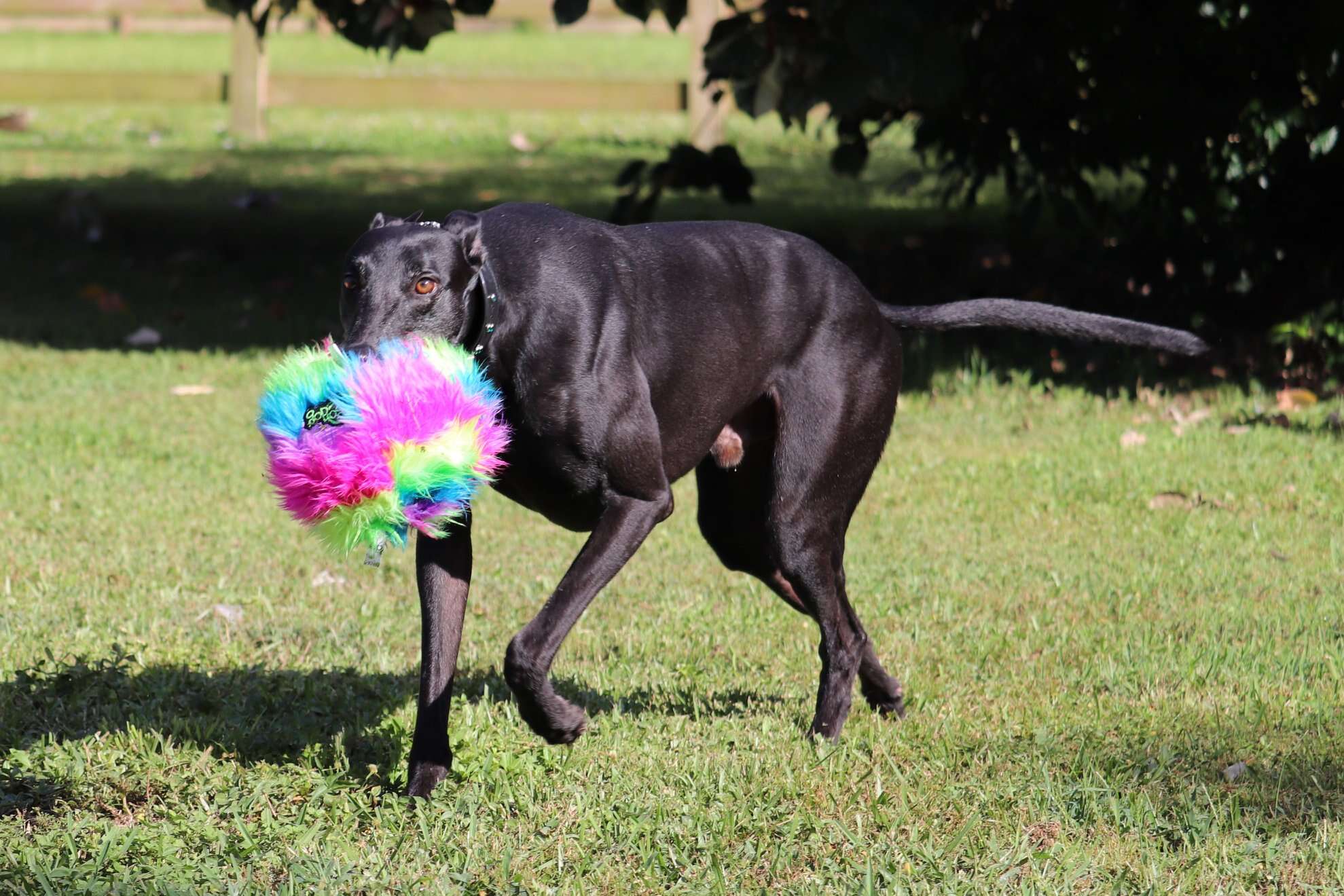 Bart the ex-racing greyhound enjoying his new life as a beloved pet