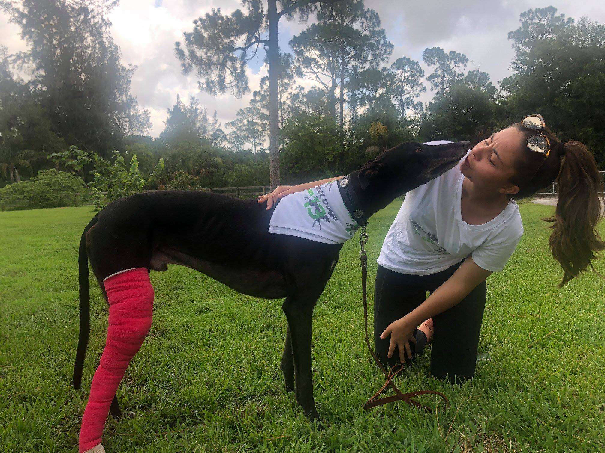 Bart, a greyhound saved from racing in Florida