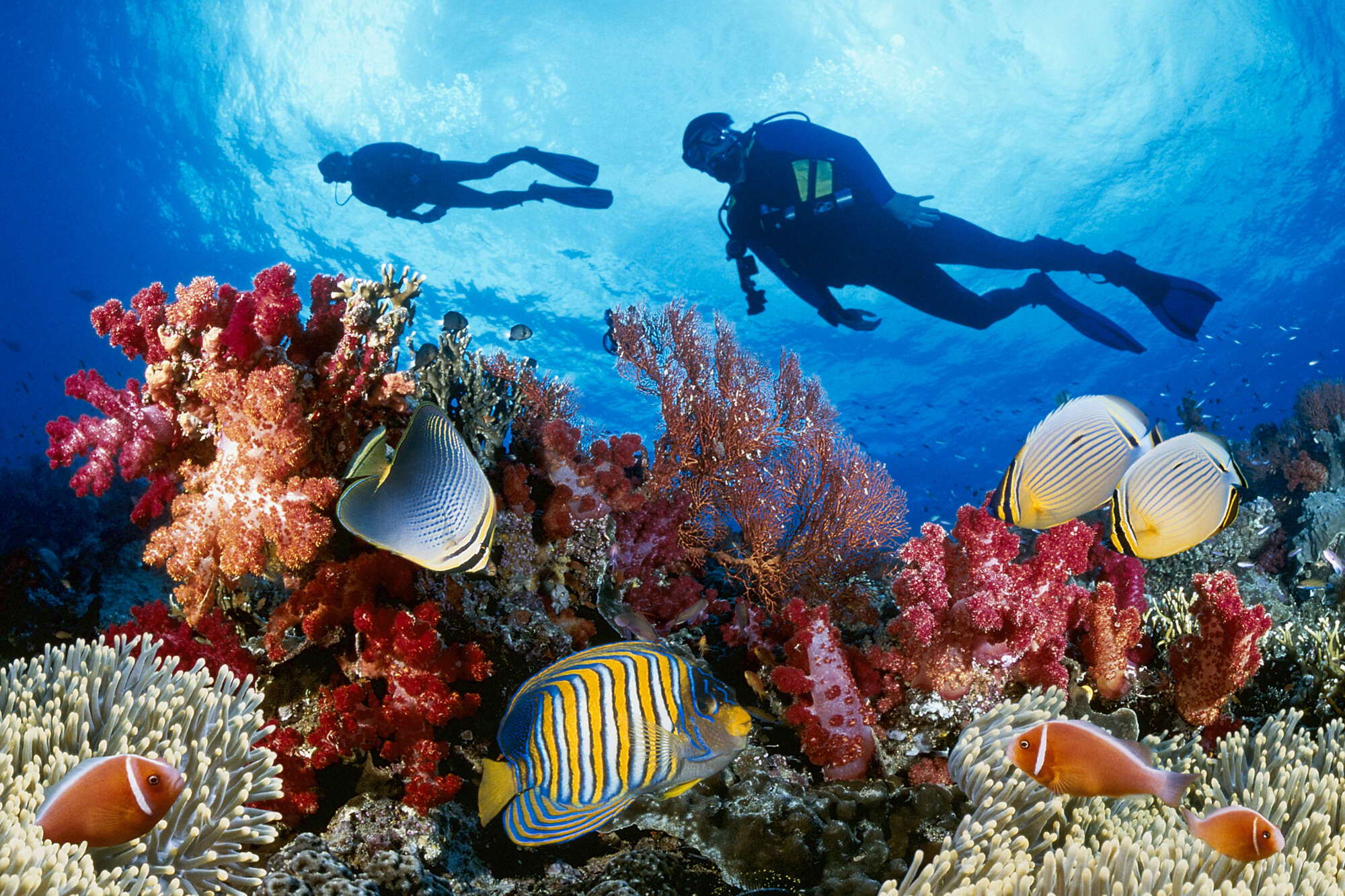 Best Places To Scuba Dive Around The World Dive Sites Worth Visiting Thrillist