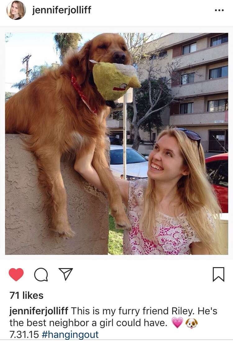 dog throws ball over wall to get attention 