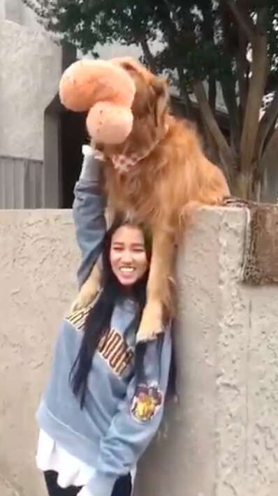 dog throws ball over wall to get attention