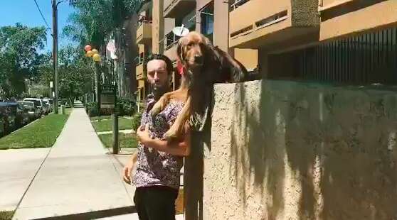 dog throws ball over wall to get attention