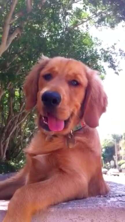 dog throws ball over wall to get attention 