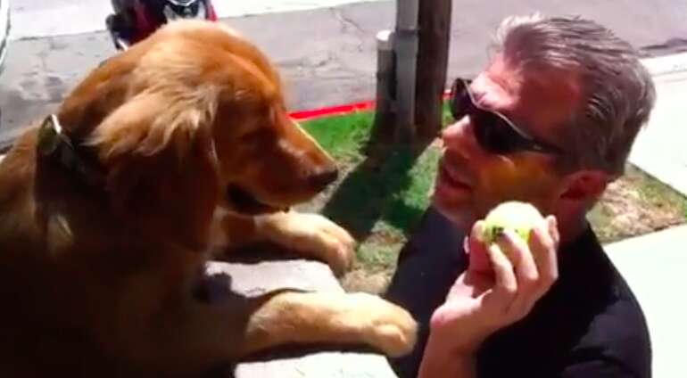 dog throws ball over wall to get attention