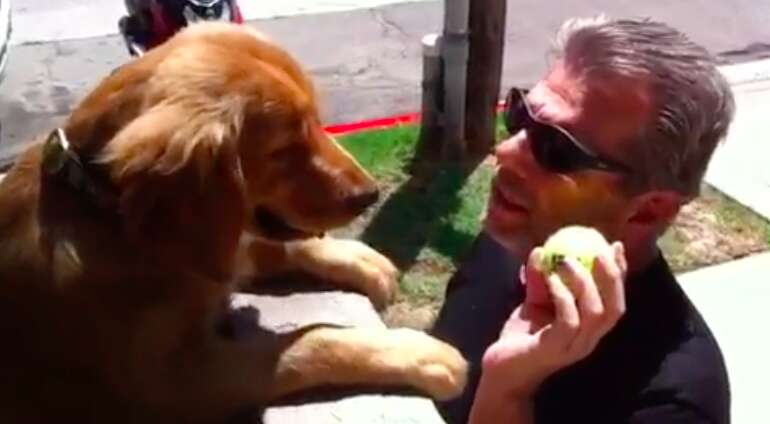 dog throws ball over wall to get attention 