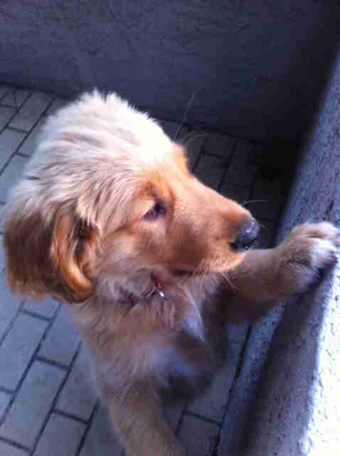 dog throws ball over wall to get attention