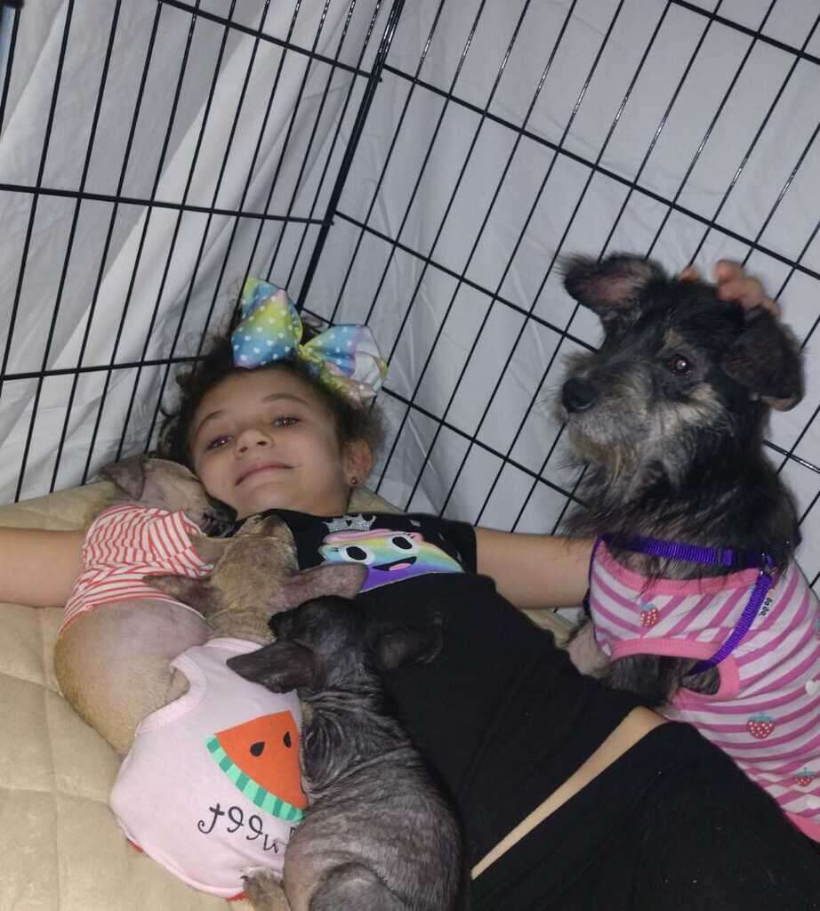 mama shelter dog and puppies