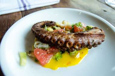 octopus