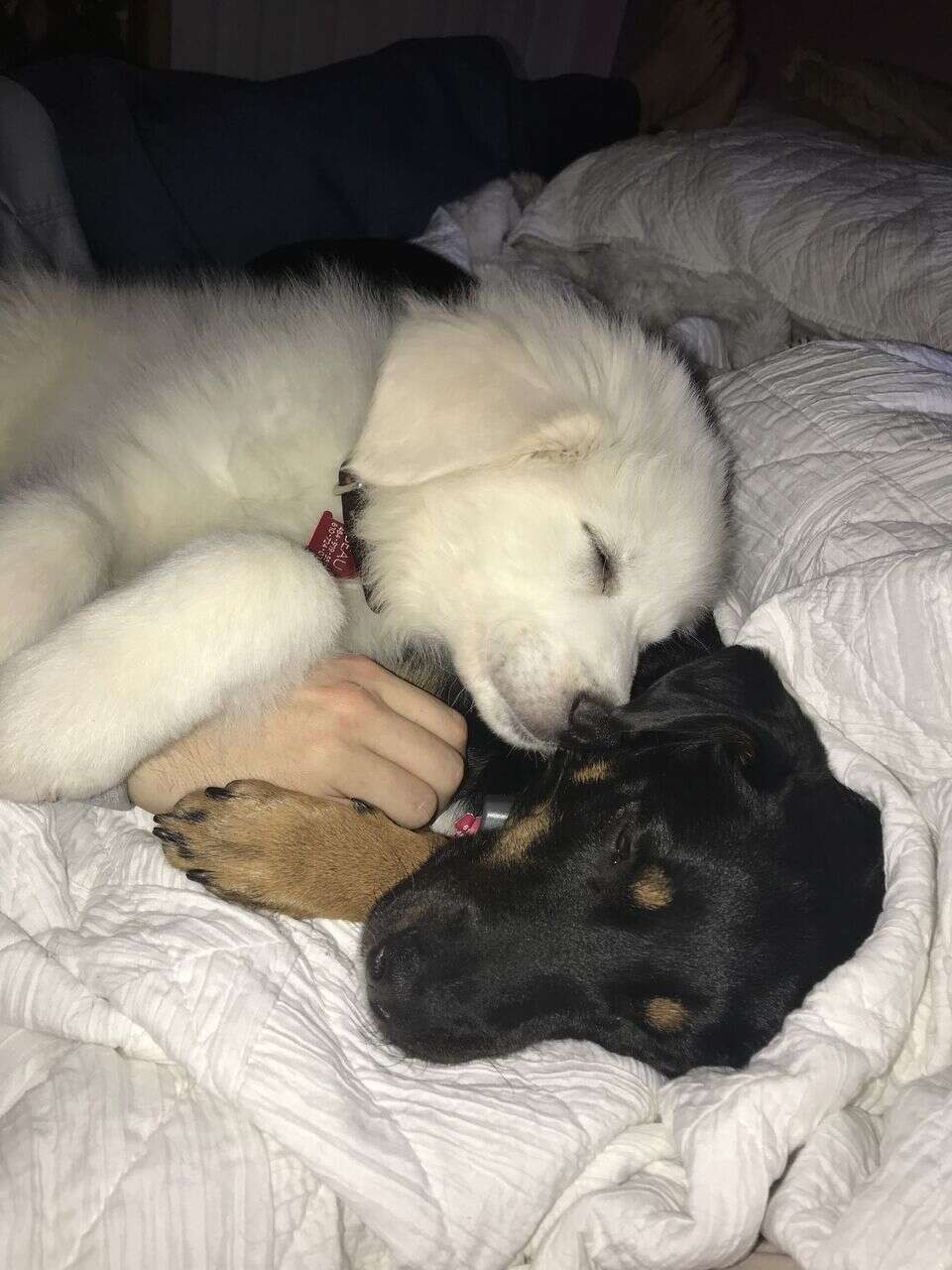 Dogs cuddling together on the bed