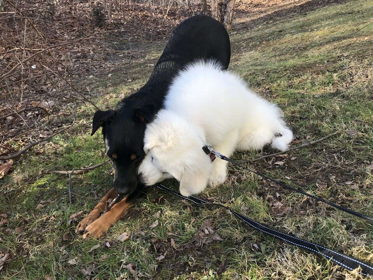 Dogs playing together in yard