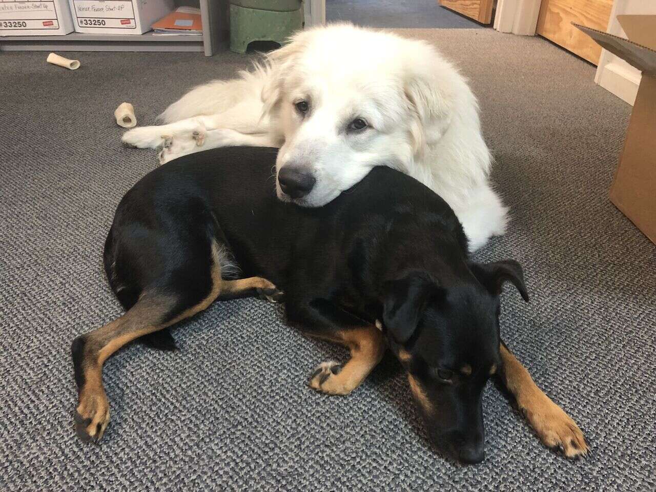 Dogs cuddling together on floor