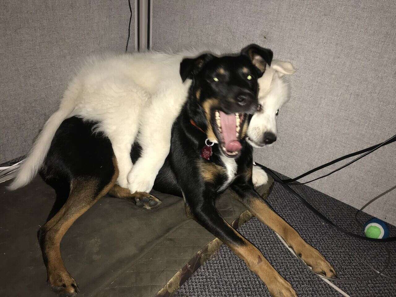 Dogs cuddling together on ground