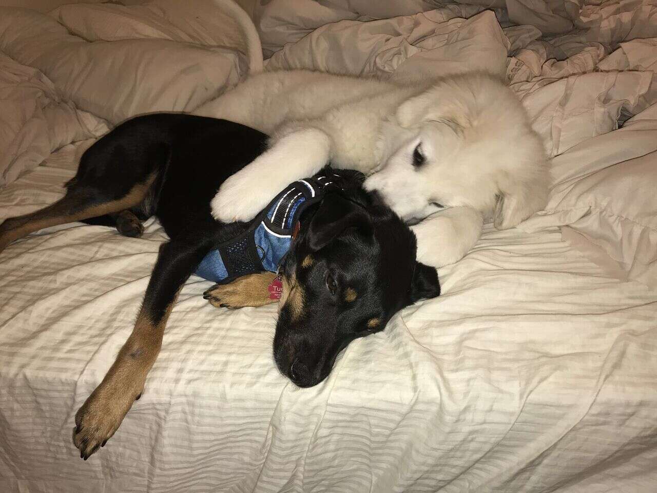 Dogs cuddling together on bed