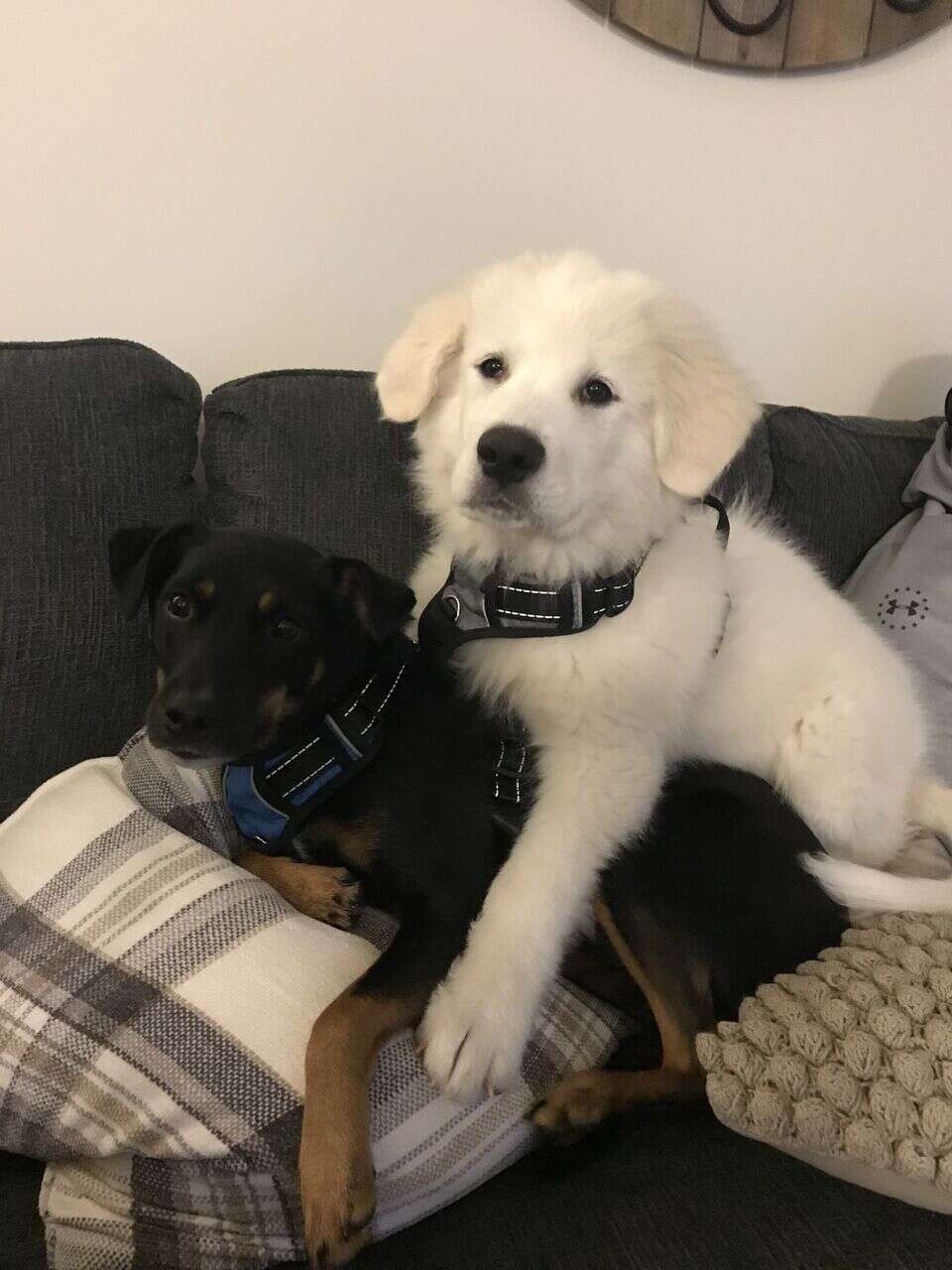 Dogs cuddling together on couch