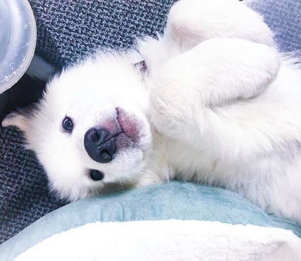 Great Pyrenees puppy lying on back