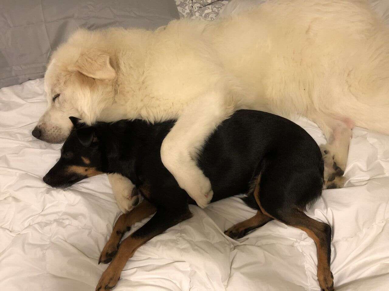 Dogs cuddling together on bed