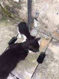 Mom and baby cats