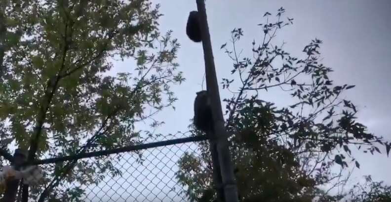 raccoons stuck in dumpster