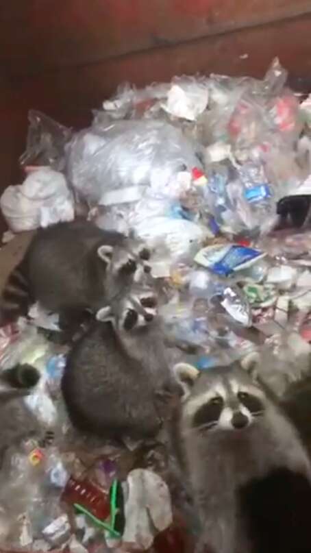 raccoons stuck in dumpster