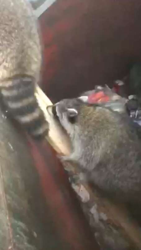 raccoons stuck in dumpster 