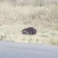 People Hear Reports Of Lost 'Badger' And Rush Out To Investigate