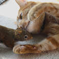 Cat Is SO Gentle With His Squirrel Brother