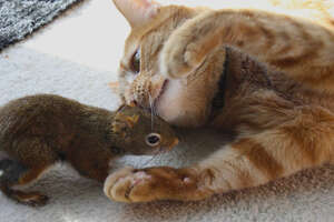 Cat Is SO Gentle With His Squirrel Brother